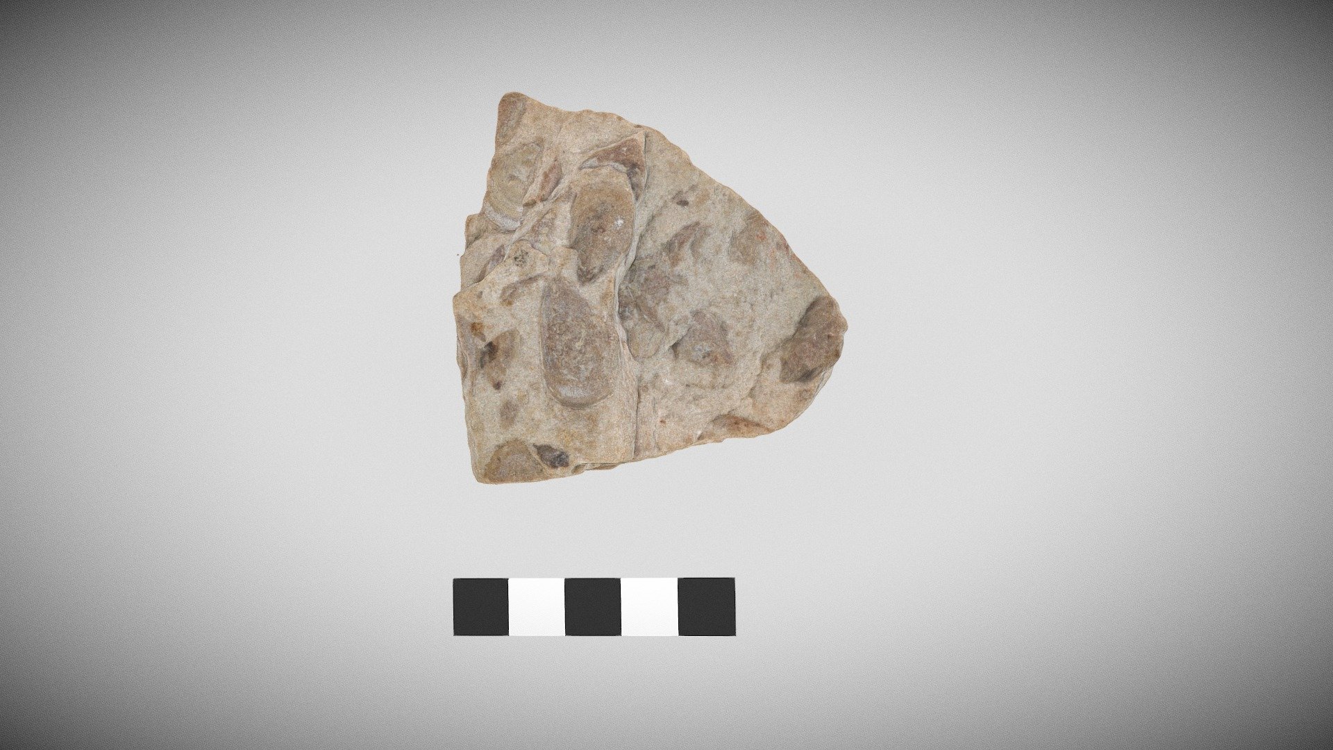 Lingula