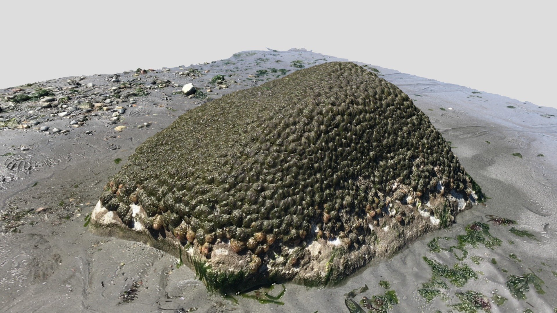 Anemone covered beach rock