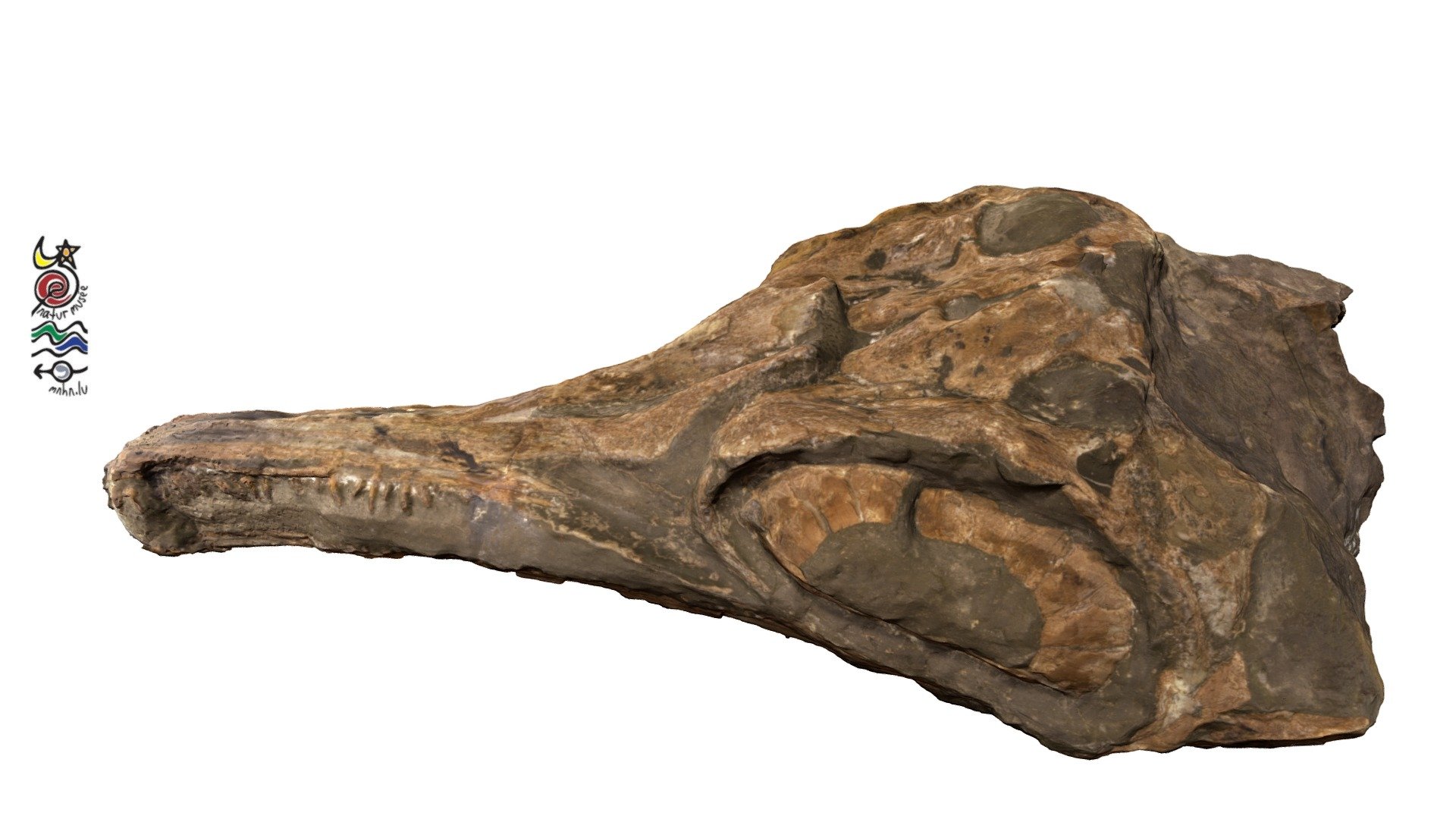 Stenopterygius hauffianus TV221