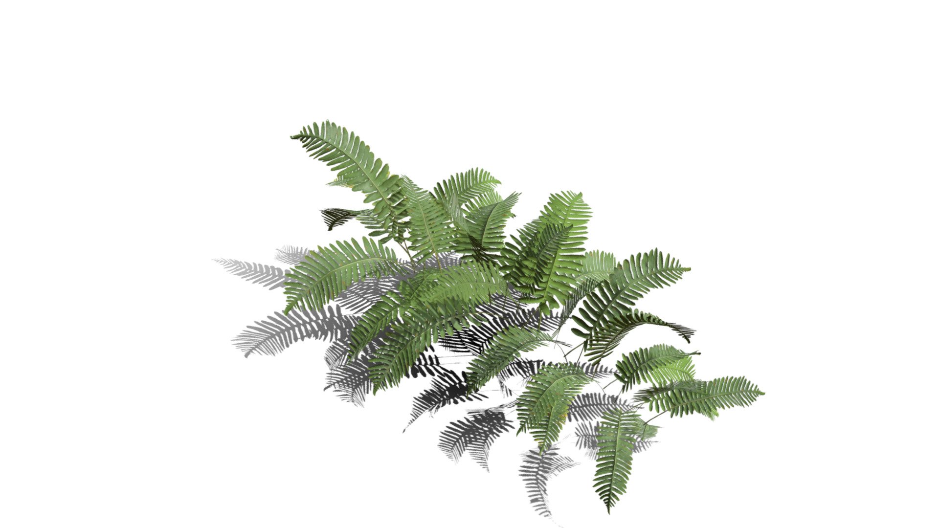 Realistic HD Common polypody fern (44/55) - Buy Royalty Free 3D model ...