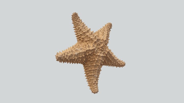 Estrella de mar (Asteroidea) - 1 3D Model