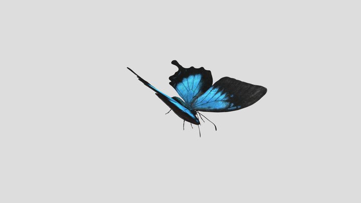 Blue butterfly 3d model 3D Model