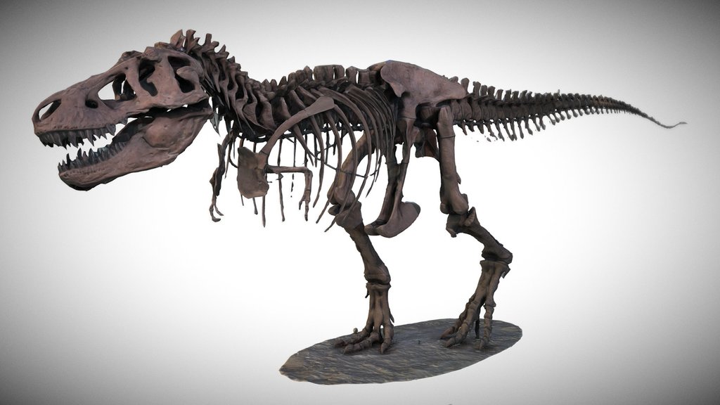 Tyrannosaurus Rex - AMNH [Quick Scan]