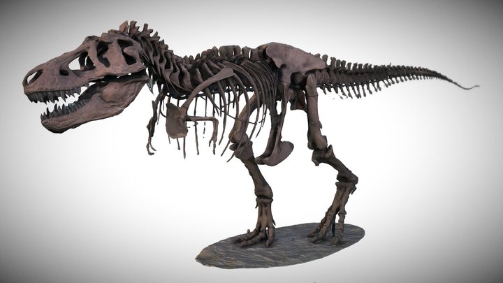 Tyrannosaurus Rex - AMNH [Quick Scan]