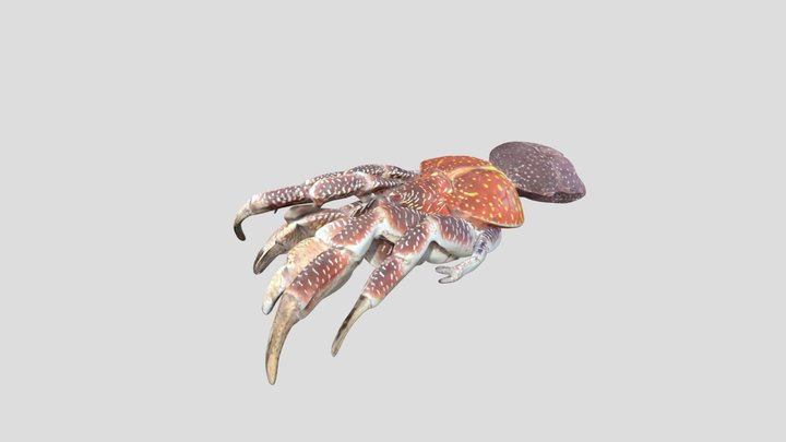Crabe De Cocotier 3D Model