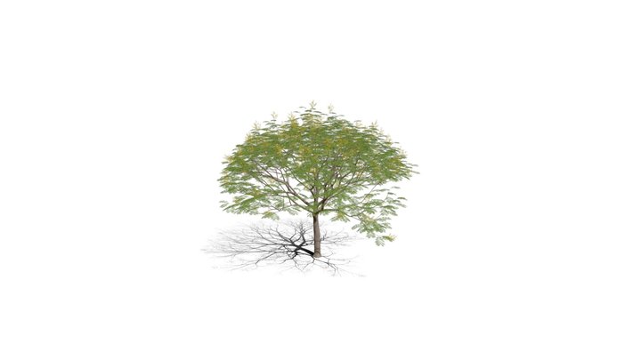 Realistic HD Chinese flame tree (9/20) 3D Model