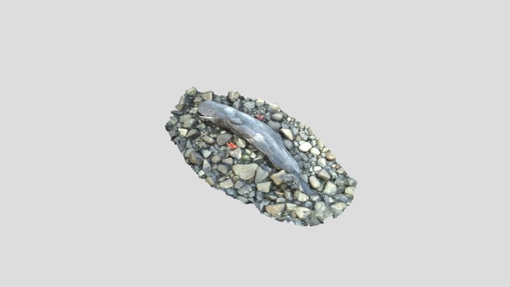 Sperm whale calf 3D Model