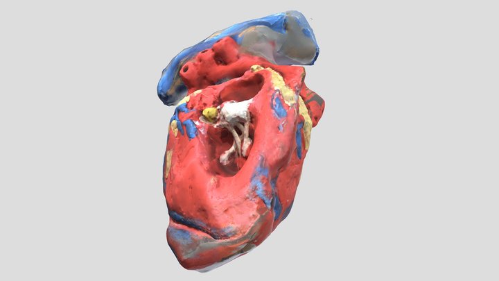 Annotated left side of model heart 3D Model