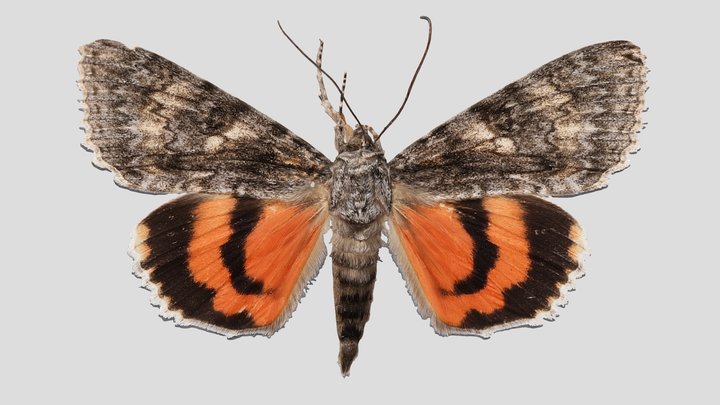 YPM ENT.602209 Underwing moth, Catocala meskei – Kostenloses 3D-Modell STL