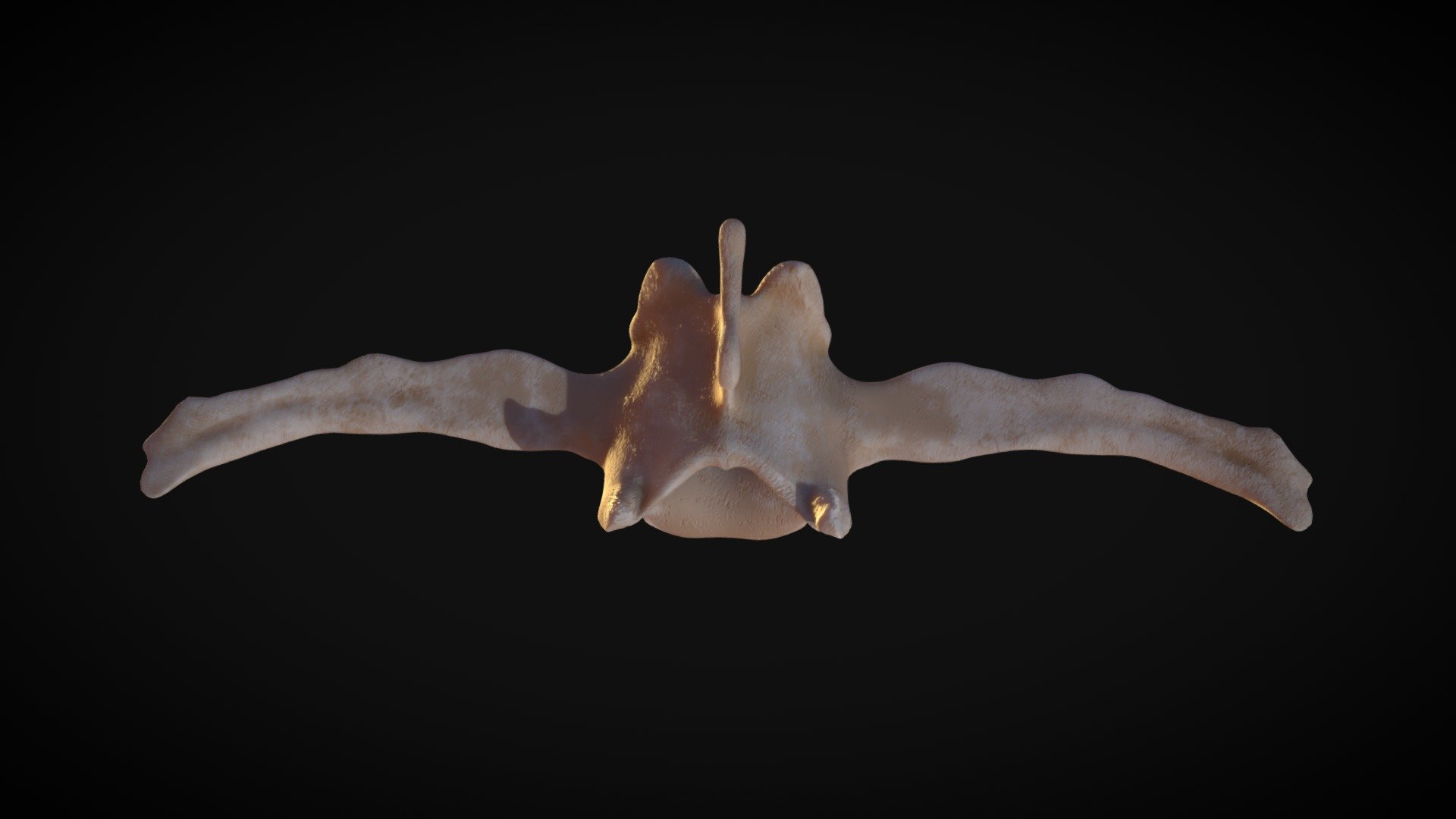 Bone6_