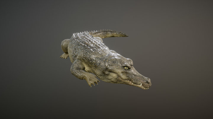 CROCODILE ANIMATIONS 3D Model