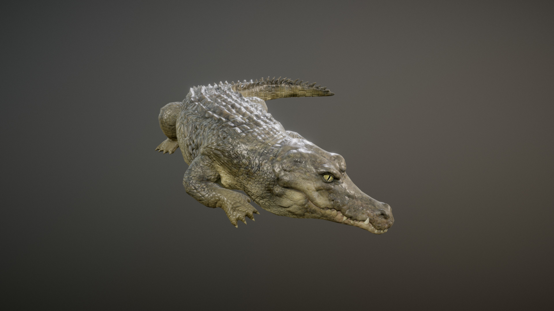 3D model CROCODILE ANIMATIONS - This is a 3D model of the CROCODILE ANIMATIONS. The 3D model is about a small lizard on a black background.