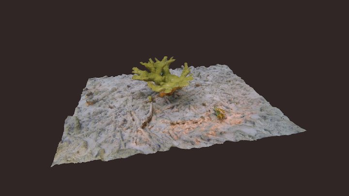 Elkhorn coral colony 3D Model