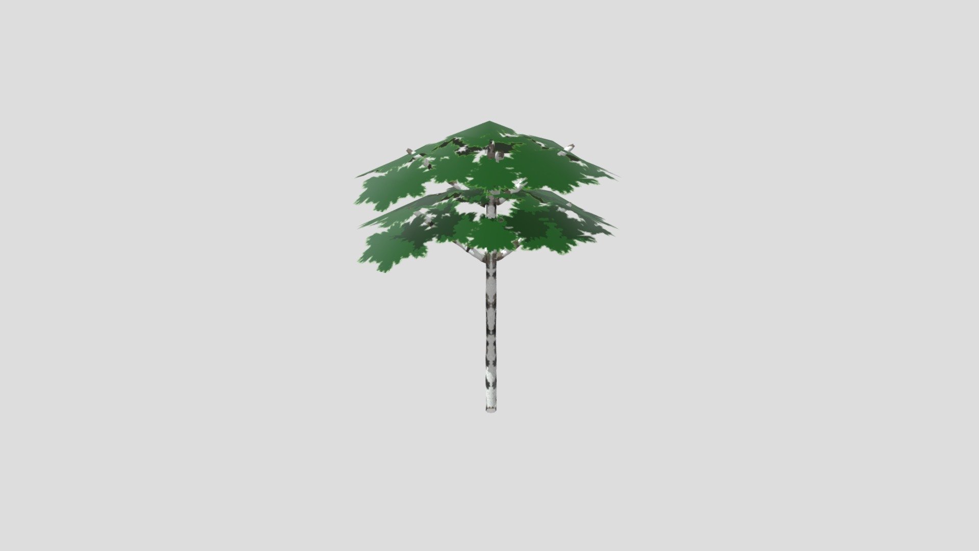 Campbell Birch Tree