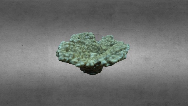 Tabulate Acropora spp. 8 2014 3D Model