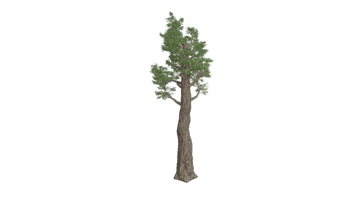 Giant Redwood Tree #09 3D Model