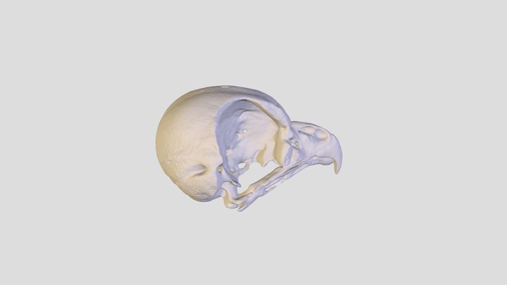 Burrowing Owl Skull 50 3D Model