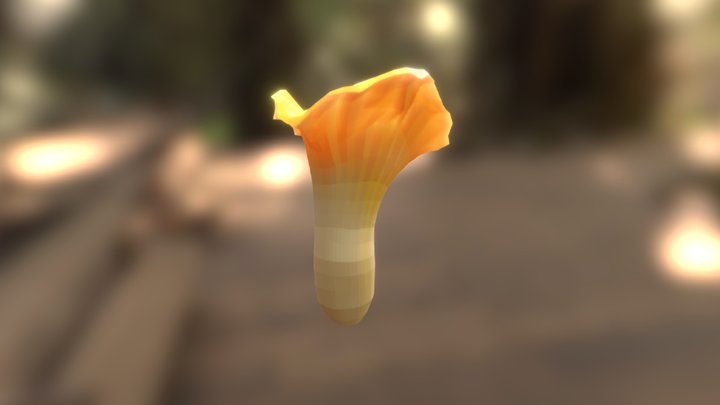 Chanterelle