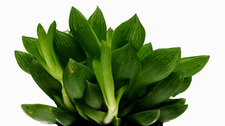 Haworthia Succulent by 3co 3D Model