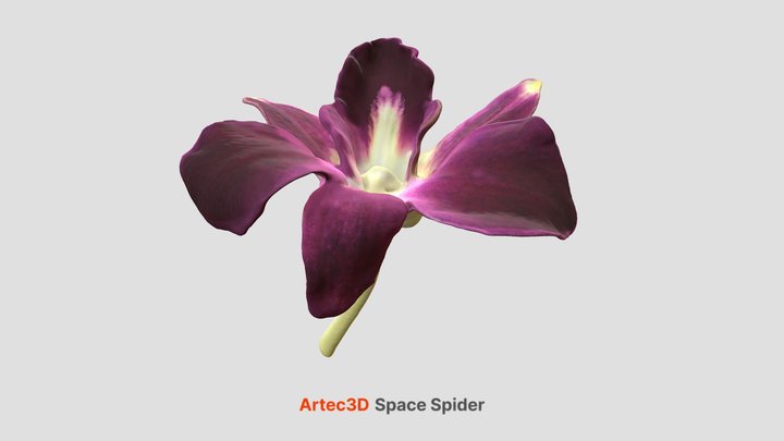 Flower 3D Model