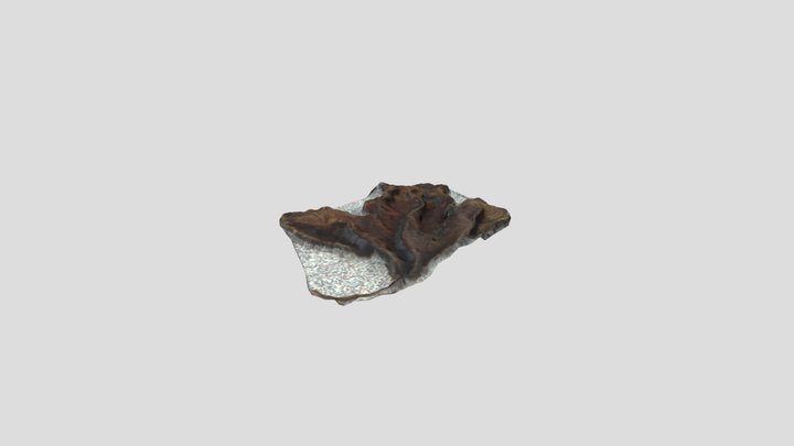 Viburnum opulus 'Roseum' leaf 3D Model