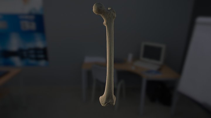 Femur HQ No Texture 3D Model