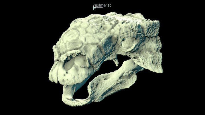 Euoplocephalus - armored dinosaur skull 3D Model