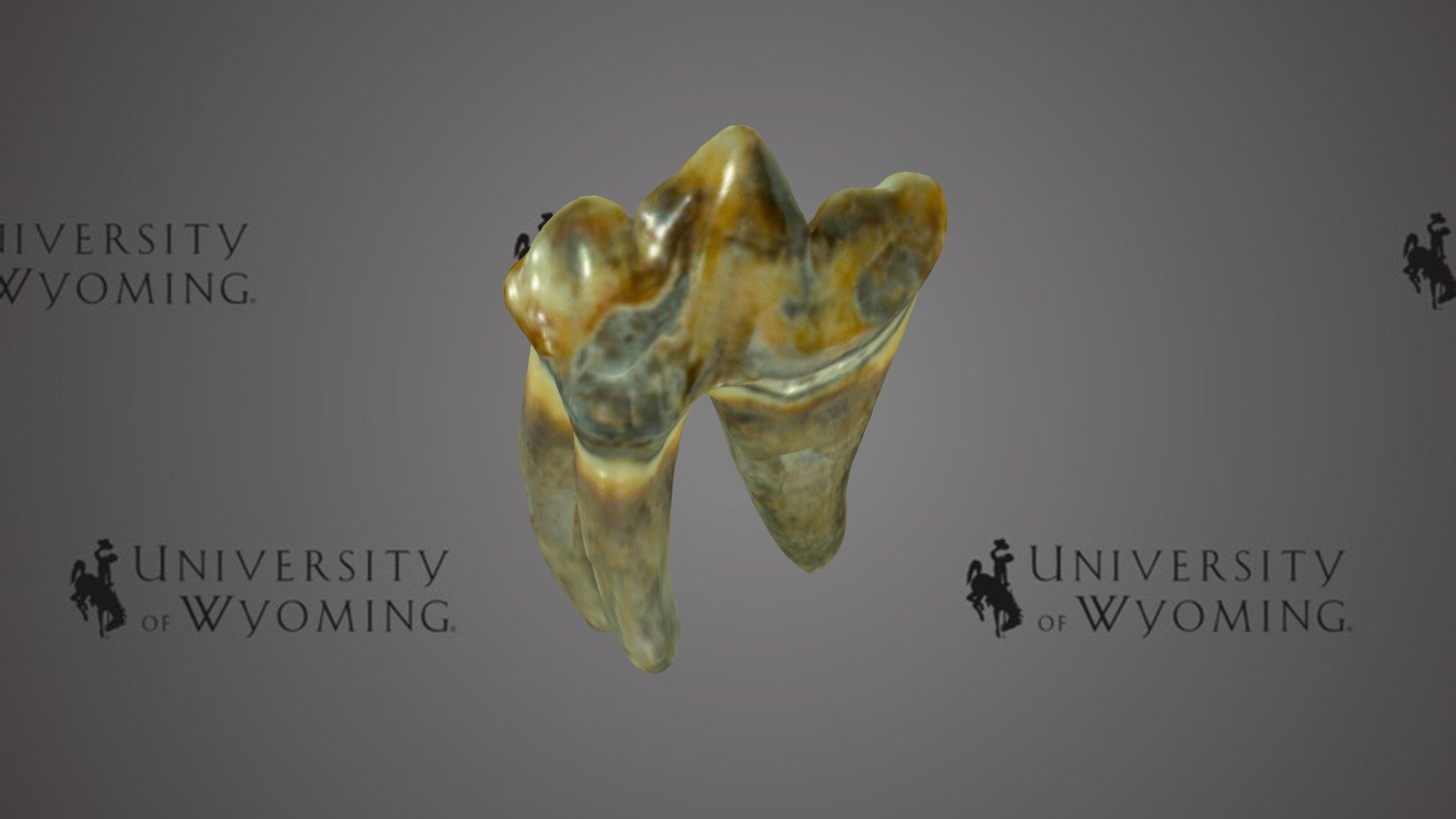 UW 50897 – American Lion, Left Dentary - Download Free 3D model by ...