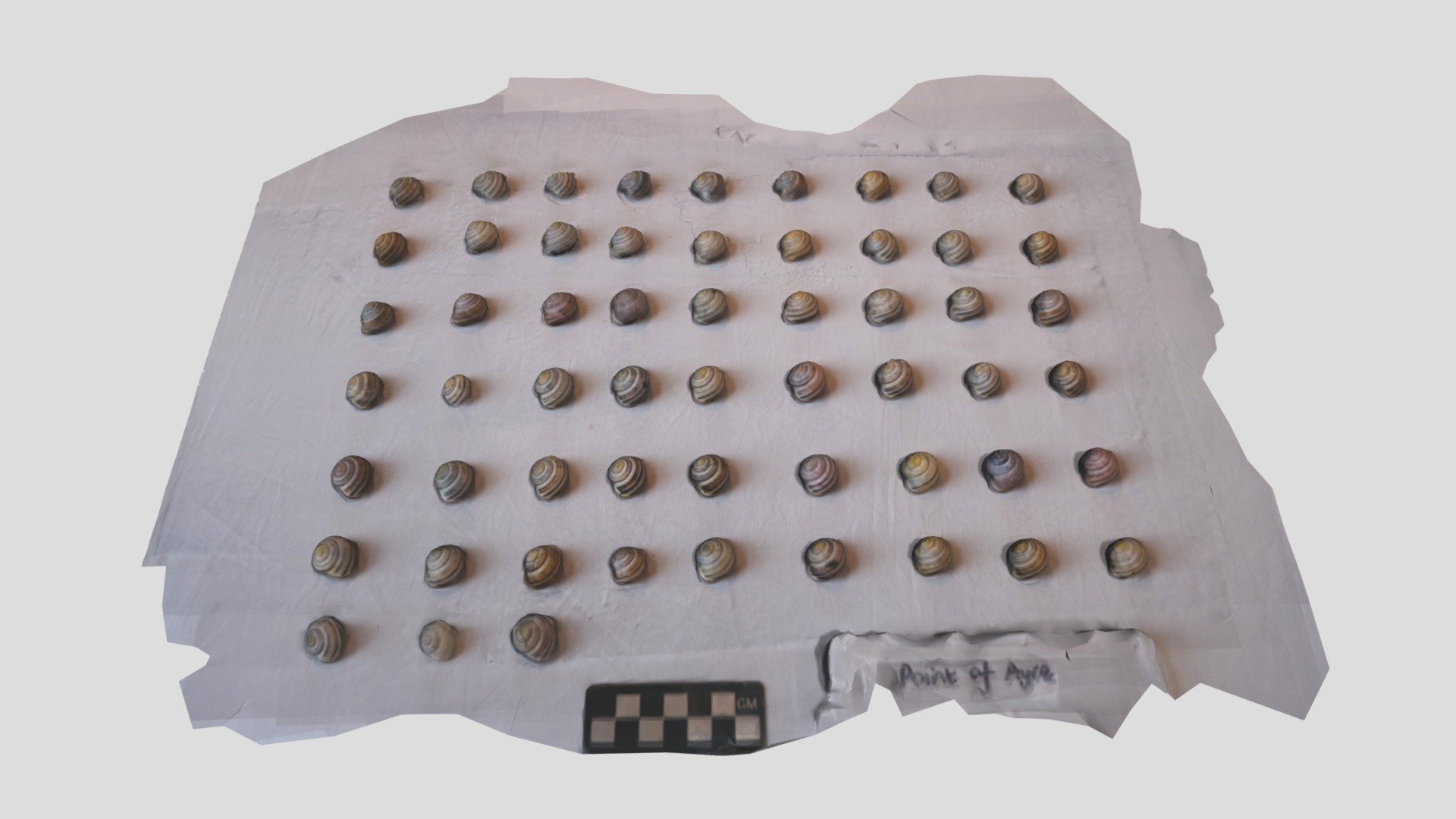 Point Of Ayr Snail shells
