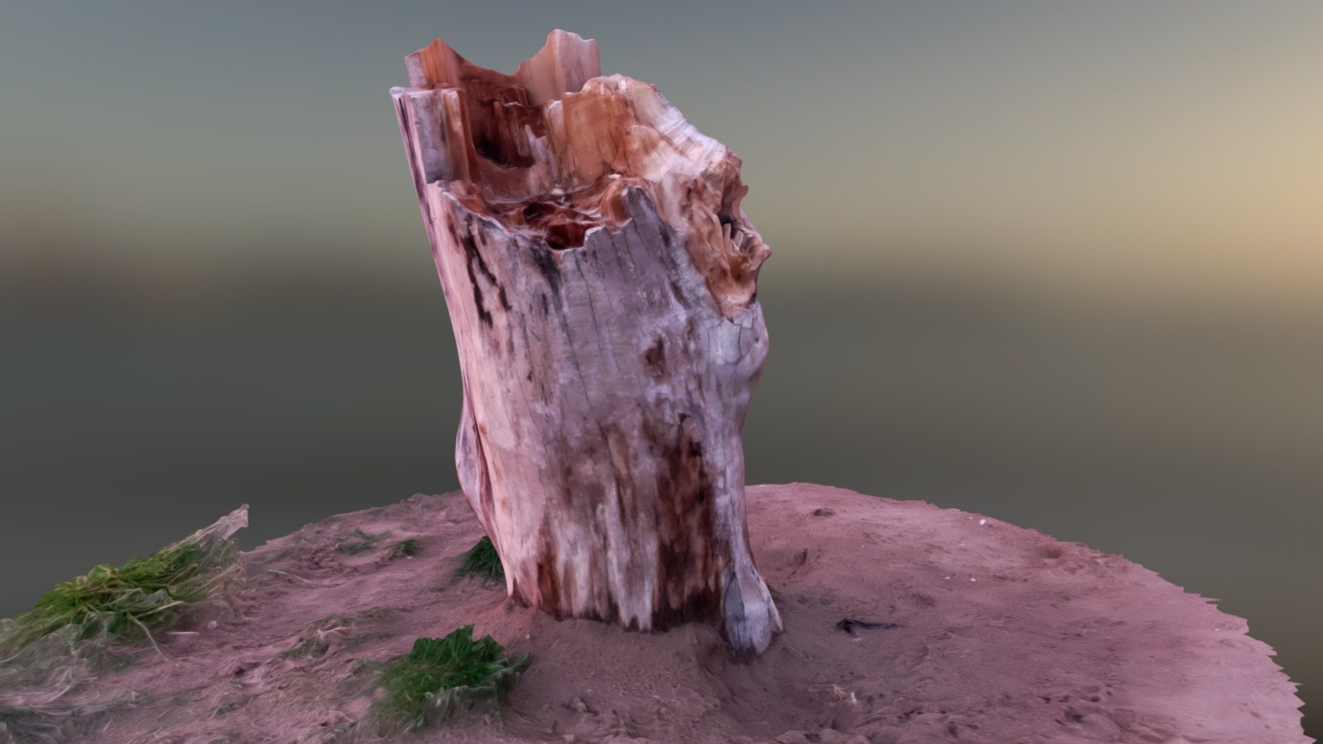 Beach Stump