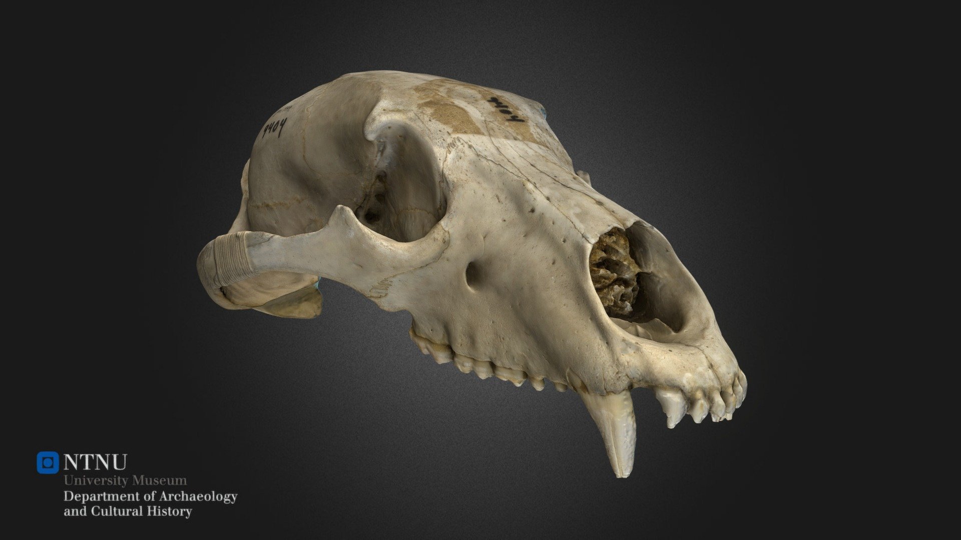 Bearskull - Ursus arctos