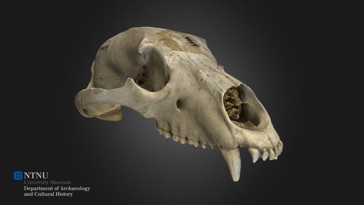 Bearskull - Ursus arctos 3D Model