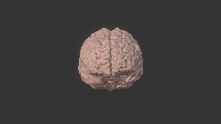 3D Brain Model 3D Model