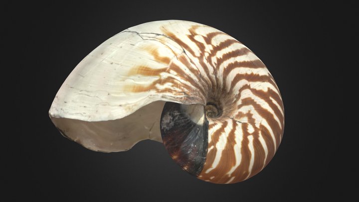 Coquille de Nautile – Modèle 3D gratuit STL