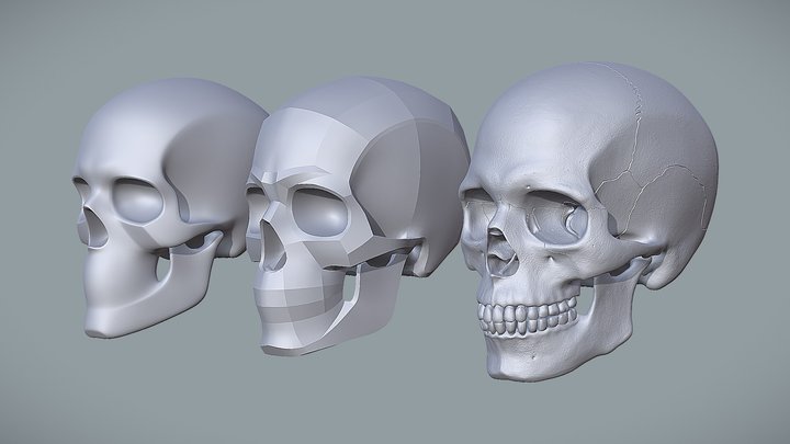 Human Skull for Artist - Study Pack 3D Model