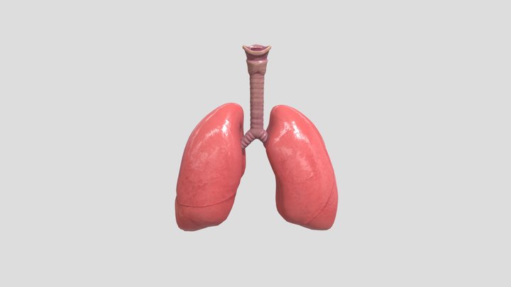 Lungs 3D Model