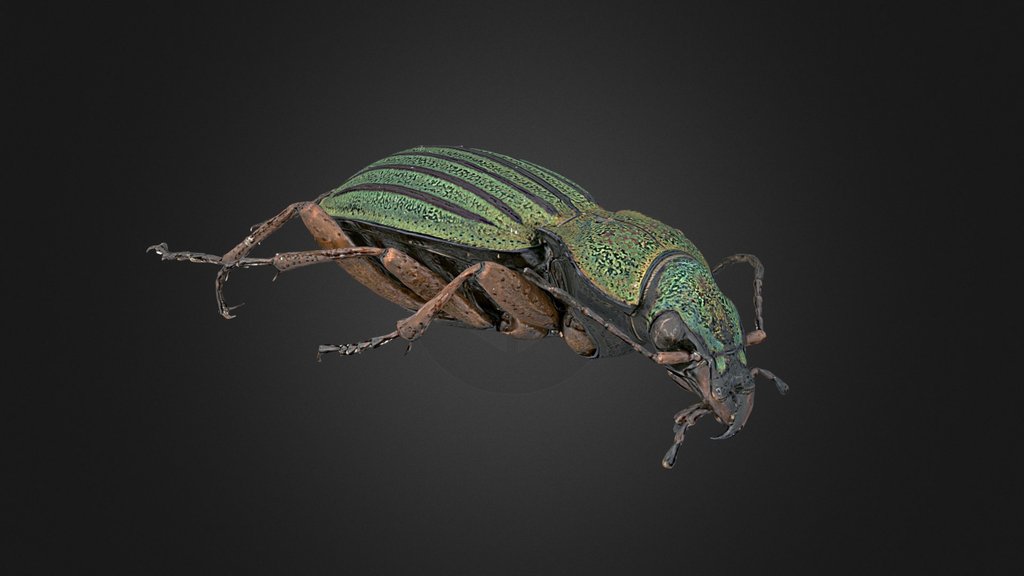 Carabus auronitens