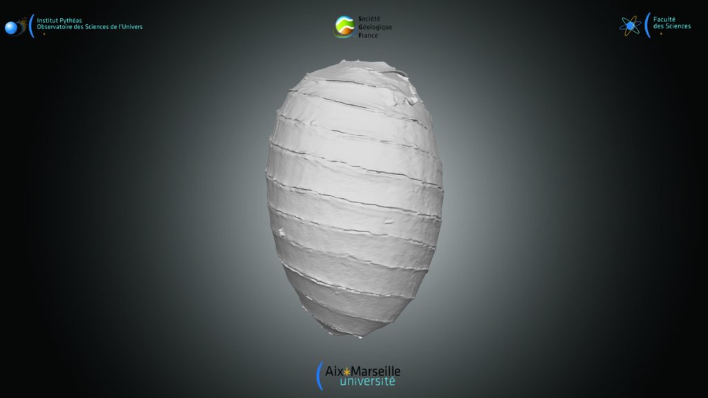 Charophyte - Oospore indét. 2