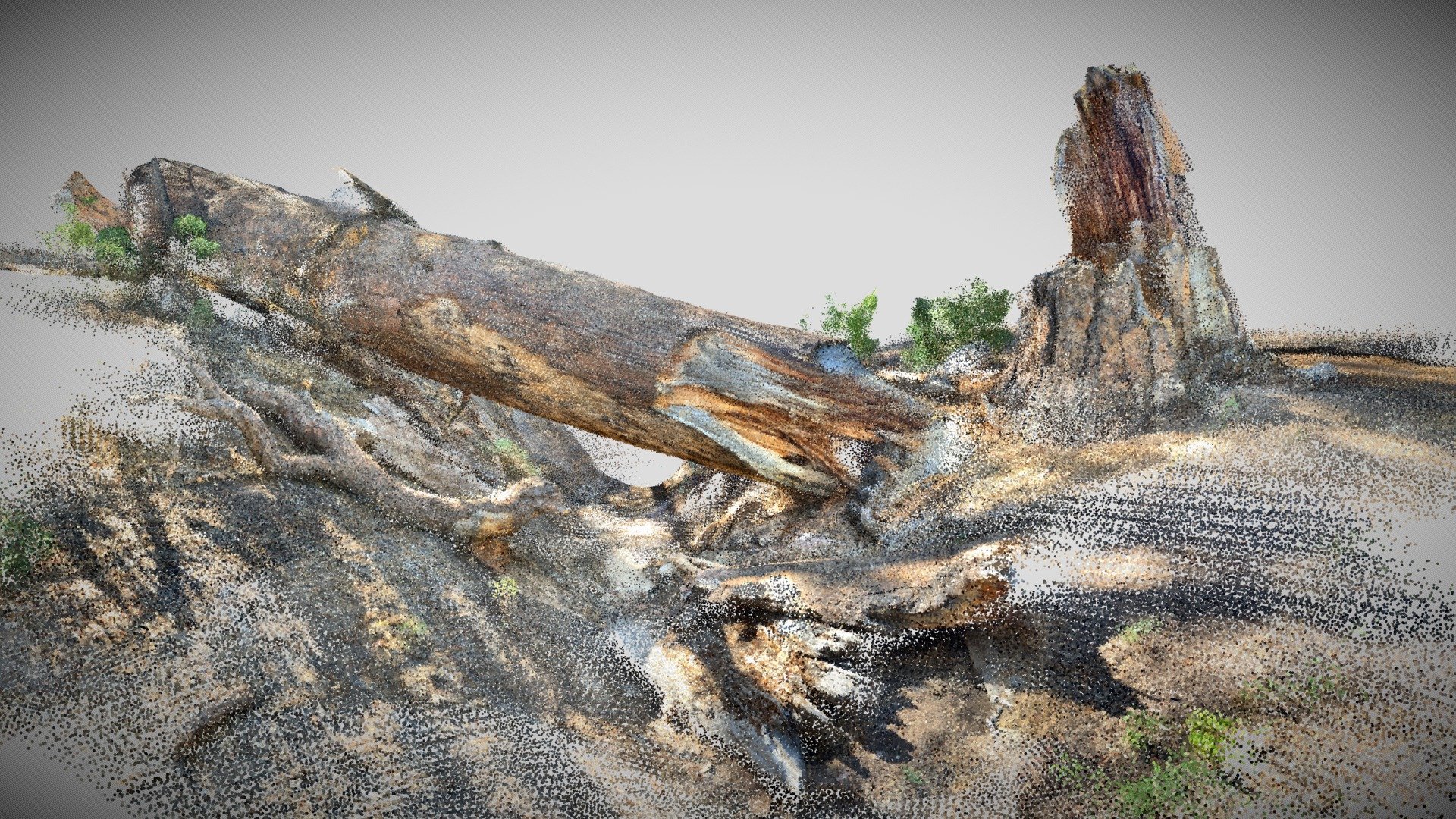Fallen Ponderosa Pine - Zion National Park