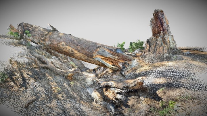 Fallen Ponderosa Pine - Zion National Park 3D Model