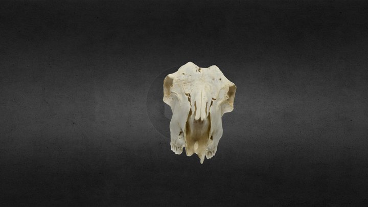 Cráneo de cabra 3D Model
