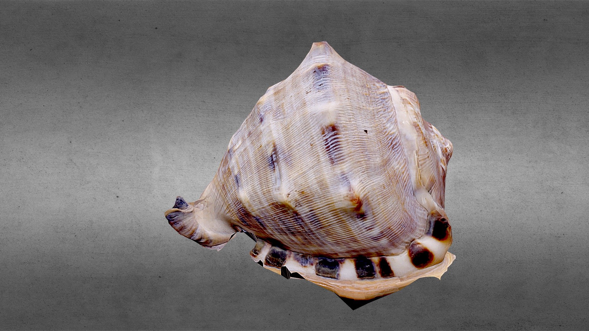 Gasterópodo