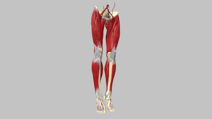 Lower Limb Scan 3D Model