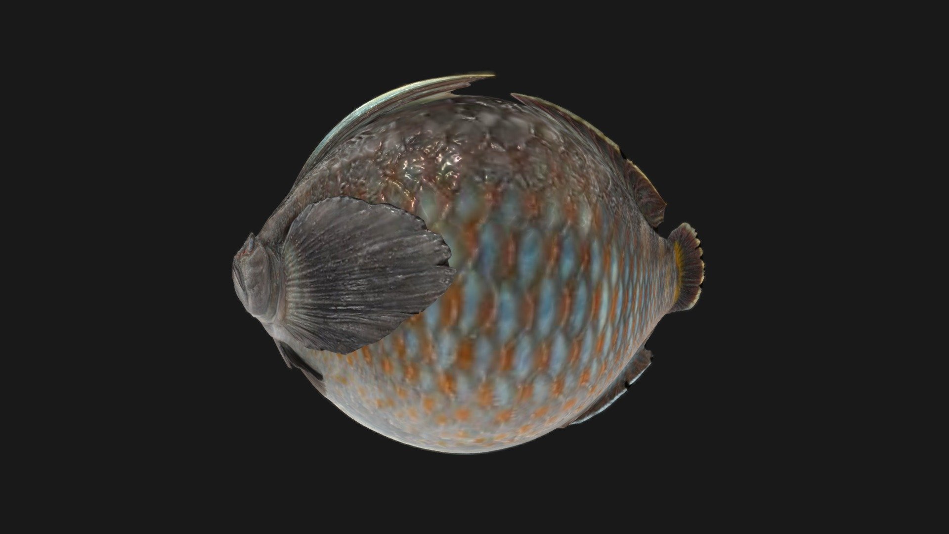 Freshwater Goby No.2