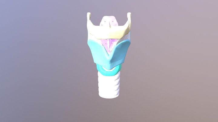 larynx 3D Model