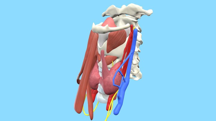 Thyroid in the neck, Hololens model 3D Model