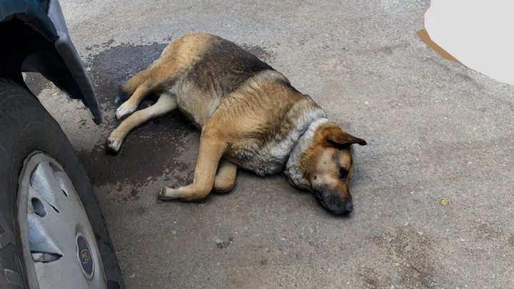 Sleeping dog 03 3D Model