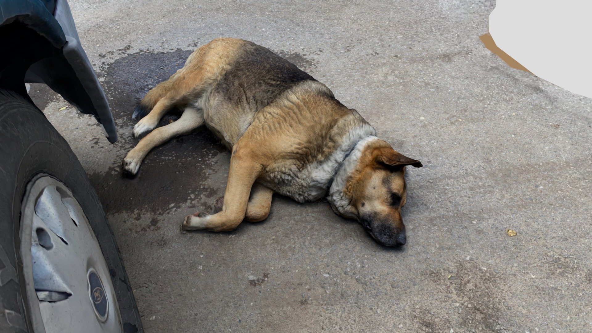 Sleeping dog 03