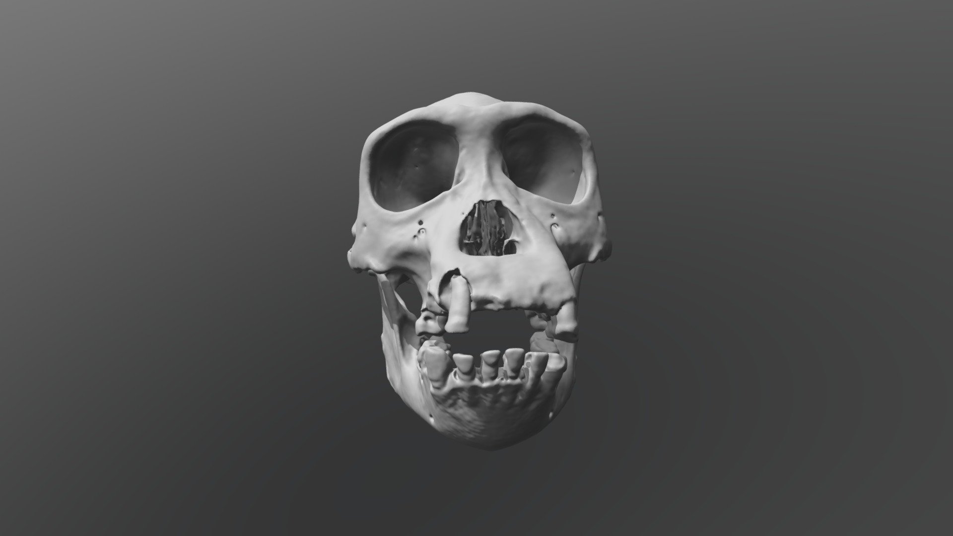 Chimpansee Skull - Pan troglodytes verus