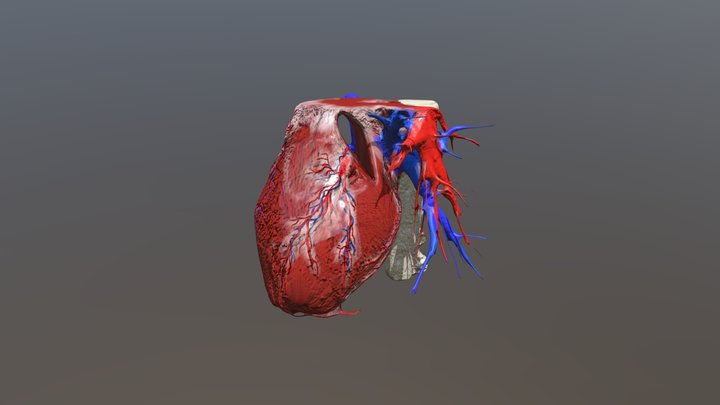 Retexture from Dr. Tarek's 3d heart model 3D Model